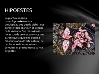 La planta conocida
como hipoestes es una
preciosidad que puede disfrutarse
durante todo el año en el interior
de la vivien...