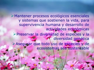 Mantener procesos ecológicos esenciales
y sistemas que sostienen la vida, para
supervivencia humana y desarrollo de
actividades económicas
Preservar la diversidad de especies y la
diversidad genética
Asegurar que todo uso de especies y de
ecosistemas sea sustentable
 