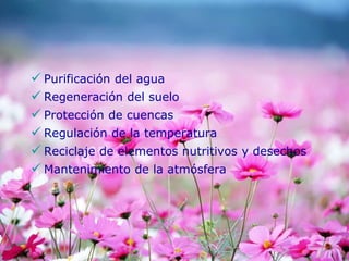  Purificación del agua
 Regeneración del suelo
 Protección de cuencas
 Regulación de la temperatura
 Reciclaje de elementos nutritivos y desechos
 Mantenimiento de la atmósfera
 