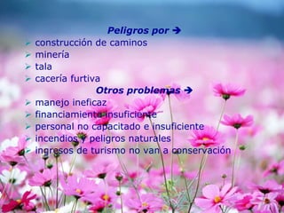 Peligros por 
 construcción de caminos
 minería
 tala
 cacería furtiva
Otros problemas 
 manejo ineficaz
 financiamiento insuficiente
 personal no capacitado e insuficiente
 incendios y peligros naturales
 ingresos de turismo no van a conservación
 
