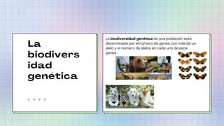 La
biodivers
idad
genética
La biodiversidad genética de una población está
determinada por el número de genes con más de u...