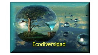 Ecodiversidad
 