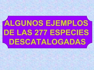 ALGUNOS EJEMPLOS  DE LAS 277 ESPECIES  DESCATALOGADAS 