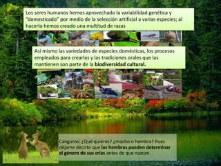 Los seres humanos hemos aprovechado la variabilidad genética y
“domesticado” por medio de la selección artificial a varias especies; al
hacerlo hemos creado una multitud de razas
Así mismo las variedades de especies domésticas, los procesos
empleados para crearlas y las tradiciones orales que las
mantienen son parte de la biodiversidad cultural.
Canguros: ¿Qué quieres? ¿macho o hembra? Pues
déjame decirte que las hembras pueden determinar
el género de sus crías antes de que nazcan.
 