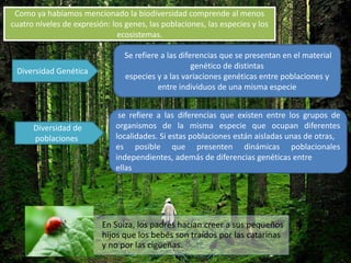 Como ya habíamos mencionado la biodiversidad comprende al menos
cuatro niveles de expresión: los genes, las poblaciones, las especies y los
ecosistemas.
Diversidad Genética
Se refiere a las diferencias que se presentan en el material
genético de distintas
especies y a las variaciones genéticas entre poblaciones y
entre individuos de una misma especie
Diversidad de
poblaciones
se refiere a las diferencias que existen entre los grupos de
organismos de la misma especie que ocupan diferentes
localidades. Si estas poblaciones están aisladas unas de otras,
es posible que presenten dinámicas poblacionales
independientes, además de diferencias genéticas entre
ellas
En Suiza, los padres hacían creer a sus pequeños
hijos que los bebés son traídos por las catarinas
y no por las cigüeñas.
 