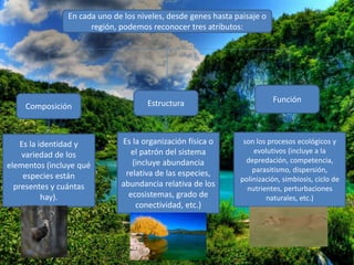 En cada uno de los niveles, desde genes hasta paisaje o
región, podemos reconocer tres atributos:
Composición Estructura Función
Es la identidad y
variedad de los
elementos (incluye qué
especies están
presentes y cuántas
hay).
Es la organización física o
el patrón del sistema
(incluye abundancia
relativa de las especies,
abundancia relativa de los
ecosistemas, grado de
conectividad, etc.)
son los procesos ecológicos y
evolutivos (incluye a la
depredación, competencia,
parasitismo, dispersión,
polinización, simbiosis, ciclo de
nutrientes, perturbaciones
naturales, etc.)
 