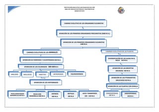 INSTITUCIÓN EDUCATIVA SAN FRANCISCO DE ASÍS
AREA DE CIENCIAS NATURALES Y MATEMÁTICAS
GRADO OCTAVO
CAMINO EVOLUTIVO DE LOS ORGANISMO EUCARIOTAS
APARICIÓN DE LOS PRIMEROS ORGANISMOS PROCARIOTAS (3600 M.A.)
APARICION DE LOS PRIMEROS ORGANISMOS EUCARIOTAS
1400 M.A.
CAMINOS EVOLUTIVOS DE LOS ANIMALES
APARICION DE PORIFEROS Y CELENTERADOS 650 M.A.
APARICION DE LOS CELOMADOS 580-600 M.A
ANELIDOS MOLUSCOS INSECTOS
APARICION DE LOS VERTEBRADOS
PECES AGNATOS(SIN
MANDÍBULA) 550 M.A.
PECES CON
MANDÍBULA 408 M.A.
ANFIBIOS
368 M.A.
REPTILES
340 M.A
AVES Y MAMIFEROS
220 - 150 M.A.
ARTROPODOS EQUINODERMOS
CAMINOS EVOLUTIVOS DE LAS PLANTAS
DIVERSIFICACIÓN DE LAS ALGAS EN EL
AGUA 543 M.A.
APARICIÓN DE LAS BRIOFITAS
(MUSGOS) 430 M.A.
APARICIÓN DE LOS PTERIDOFITOS
(HELECHOS) 410 M.A.
APARICIÓN DE LAS PLANTAS CON SEMILLA
GIMNOSPERMAS
360 M.A.
ANGIOSPERMAS
140 M.A.
 