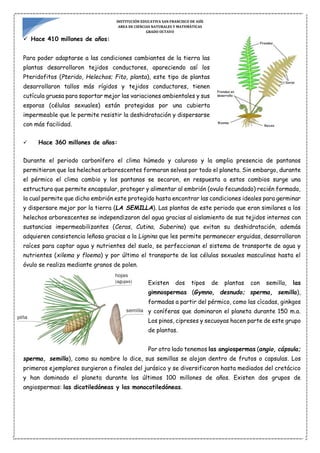 INSTITUCIÓN EDUCATIVA SAN FRANCISCO DE ASÍS
AREA DE CIENCIAS NATURALES Y MATEMÁTICAS
GRADO OCTAVO
 Hace 410 millones de años:
Para poder adaptarse a las condiciones cambiantes de la tierra las
plantas desarrollaron tejidos conductores, apareciendo así los
Pteridofitos (Pterido, Helechos; Fito, planta), este tipo de plantas
desarrollaron tallos más rígidos y tejidos conductores, tienen
cutícula gruesa para soportar mejor las variaciones ambientales y sus
esporas (células sexuales) están protegidas por una cubierta
impermeable que le permite resistir la deshidratación y dispersarse
con más facilidad.
 Hace 360 millones de años:
Durante el periodo carbonífero el clima húmedo y caluroso y la amplia presencia de pantanos
permitieron que los helechos arborescentes formaran selvas por todo el planeta. Sin embargo, durante
el pérmico el clima cambio y los pantanos se secaron, en respuesta a estos cambios surge una
estructura que permite encapsular, proteger y alimentar al embrión (ovulo fecundado) recién formado,
la cual permite que dicho embrión este protegido hasta encontrar las condiciones ideales para germinar
y dispersare mejor por la tierra (LA SEMILLA). Las plantas de este periodo que eran similares a los
helechos arborescentes se independizaron del agua gracias al aislamiento de sus tejidos internos con
sustancias impermeabilizantes (Ceras, Cutina, Suberina) que evitan su deshidratación, además
adquieren consistencia leñosa gracias a la Lignina que les permite permanecer erguidas, desarrollaron
raíces para captar agua y nutrientes del suelo, se perfeccionan el sistema de transporte de agua y
nutrientes (xilema y floema) y por último el transporte de las células sexuales masculinas hasta el
óvulo se realiza mediante granos de polen.
Existen dos tipos de plantas con semilla, las
gimnospermas (Gymno, desnudo; sperma, semilla),
formadas a partir del pérmico, como las cìcadas, ginkgos
y coníferas que dominaron el planeta durante 150 m.a.
Los pinos, cipreses y secuoyas hacen parte de este grupo
de plantas.
Por otro lado tenemos las angiospermas (angio, cápsula;
sperma, semilla), como su nombre lo dice, sus semillas se alojan dentro de frutos o capsulas. Los
primeros ejemplares surgieron a finales del jurásico y se diversificaron hasta mediados del cretácico
y han dominado el planeta durante los últimos 100 millones de años. Existen dos grupos de
angiospermas: las dicotiledóneas y las monocotiledóneas.
 