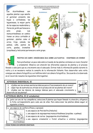 INSTITUCIÓN EDUCATIVA SAN FRANCISCO DE ASÍS
AREA DE CIENCIAS NATURALES Y MATEMÁTICAS
GRADO OCTAVO
Las dicotiledóneas son
aquellas plantas cuya semilla
al germinar presenta dos
hojas o cotiledones, las
leguminosas, la mayor parte
de las especies maderables y
flores de jardín pertenecen a
este grupo. Las
monocotiledóneas en cambio
tienen un único cotiledón al
germinar, plantas como el
arroz, trigo, cebada, las
palmas, caña, pastos de
corte, guadua, bromelias
(orquídeas) y heliconias pertenecen a este grupo.
PRÁCTICA DE CAMPO: CONOZCAMOS MAS SOBRE LAS PLANTAS: ¡VISITEMOS UN VIVERO!
Para profundizar un poco más sobre el mundo de las plantas visitemos un vivero forestal
y ornamental. Observa con atención las diferentes especies de plantas y el proceso
llevado a cabo para que su crecimiento sea el adecuado. Extrae toda la información posible durante la
visita y si es necesario realiza la consulta de la información faltante. Para desarrollar esta visita
consigue una cámara fotográfica o un teléfono móvil con cámara fotográfica. De acuerdo a lo observado
en el recorrido resuelve los siguientes interrogantes:
ACTIVIDAD INDIVIDUAL II
1. ¿Cuáles son las normas sanitarias básicas para el funcionamiento de un vivero?
2. ¿Qué tipo de sustratos se utilizan en la producción de las plantas del vivero?
3. ¿Cuáles son las labores de manejo básicas para el adecuado crecimiento y
desarrollo de las plantas?
ACTIVIDAD GRUPAL II (2 estudiantes)
4. junto con uno de tus compañeros, selecciona 5 plantas que hayan llamado tu atención y diligencia
la ficha correspondiente para cada una de ellas. Para seleccionar las plantas debes seguir el
siguiente criterio:
a. una especie de conífera (Pinos y cipreses)
b. una especie de Pteridofita (Helecho)
c. una especie de angiospermas monocotiledóneas (orquídea o palmas)
d. una especie de cactus (angiosperma dicotiledónea)
e. una especie ornamental o frutal arbustiva o arbórea (angiosperma
dicotiledónea)
FICHA TECNICA DE ESPECIES VEGETALES
 
