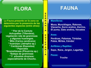 S E R R A N I A E S T E P A R I A La Fauna presente en la zona se determina por la presencia de las siguientes especies (entre otras): * Flor de la Cantuta Achupallas (Tillandsia), vegetación rala de gramíneas  y algunos huarangos. * Mito (Carica candicans) * huanarpo (Jatropha sp.) * Cactáceas (Espostoa) * Pajonales *Bromeliáceas (Pitcairnia sp.) *Estepa de gramíneas  * Y  arbustos diversos: especialmente de Chocho. FLORA Mamíferos: Muca, Murciélagos, Ratones, Vizcacha, Zorro andino, Zorrino, El puma, Gato andino, Venados   Aves: Perdices, Palomas, Tórtolas, Patos, Mirlos, Cóndor Anfibios y Reptiles: Sapo, Rana, Jergón, Lagartija,  Peces: Trucha FAUNA 