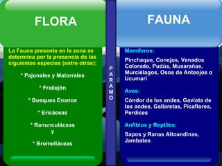 P A R A M O La Fauna presente en la zona se determina por la presencia de las siguientes especies (entre otras): * Pajonales y Matorrales * Frailejón * Bosques Enanos *  Ericáceas * Ranunculáceas y * Bromeliáceas FLORA Mamíferos: Pinchaque, Conejos, Venados Colorado, Pudús, Musarañas, Murciélagos, Osos de Anteojos o Ucumari Aves: Cóndor de los andes, Gaviota de los andes, Gallaretas, Picaflores, Perdices Anfibios y Reptiles: Sapos y Ranas Altoandinas, Jambatos FAUNA 