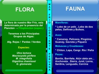 M A R F R I O C O R R I E N T E P E R U A N A La flora de nuestro Mar Frío, esta determinada por la presencia del Plancton ->  Fitoplancton (espec.) Tenemos a los Principales Grupos de Algas: Alg. Rojas /  Pardas / Verdes Especies: Ulva lactuca Macrocystis pirífera M. integrifolia Gigartina chamissoi G. glomerata FLORA Mamíferos: * Lobo de un pelo , Lobo de dos pelos, Delfines y Bufeos. Aves: * Camanay, Pelícano, Pingüino, Guanay, Gaviota y Piquero Moluscos y Crustáceos: * Chiton, Lapa, Cangr. Río / Peña Peces: Bonito, Barrilete, Atún aleta am. , Anchoveta , Sierra, Jurel, Lorna, Sardina, Lenguado, Corvina FAUNA 