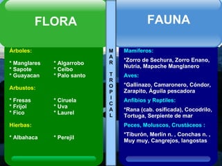 M A R T R O P I C A L Árboles: * Manglares * Algarrobo * Sapote * Ceibo * Guayacan * Palo santo Arbustos: * Fresas * Ciruela * Frijol * Uva * Fico * Laurel Hierbas: * Albahaca * Perejil FLORA Mamíferos: *Zorro de Sechura, Zorro Enano, Nutria, Mapache Manglanero Aves: *Gallinazo, Camaronero, Cóndor, Zarapito, Águila pescadora   Anfibios y Reptiles: *Rana (cab. osificada), Cocodrilo, Tortuga, Serpiente de mar Peces, Moluscos, Crustáceos : *Tiburón, Merlín n. , Conchas n. , Muy muy, Cangrejos, langostas FAUNA 
