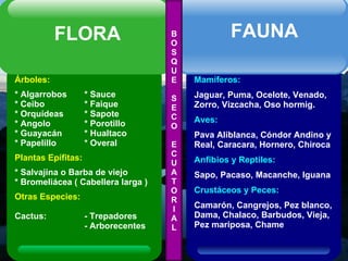 B O S Q U E S E C O E C U A T O R I A L Árboles: * Algarrobos * Sauce * Ceibo * Faique * Orquídeas * Sapote * Angolo * Porotillo * Guayacán * Hualtaco * Papelillo  * Overal Plantas Epífitas: * Salvajina o Barba de viejo * Bromeliácea   ( Cabellera larga ) Otras Especies: Cactus: - Trepadores - Arborecentes FLORA Mamíferos: Jaguar, Puma, Ocelote, Venado, Zorro, Vizcacha, Oso hormig. Aves: Pava Aliblanca,   Cóndor Andino y Real, Caracara, Hornero, Chiroca Anfibios y Reptiles: Sapo, Pacaso, Macanche, Iguana  Crustáceos y Peces: Camarón, Cangrejos, Pez blanco, Dama, Chalaco, Barbudos, Vieja, Pez mariposa, Chame FAUNA 