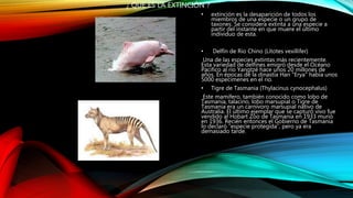 ¿ QUE ES LA EXTINCIÓN ?
• extinción es la desaparición de todos los
miembros de una especie o un grupo de
taxones. Se considera extinta a una especie a
partir del instante en que muere el último
individuo de esta.
• Delfín de Rio Chino (Lítotes vexillifer)
Una de las especies extintas más recientemente.
Esta variedad de delfines emigró desde el Océano
Pacifico al río Yangtzé hace unos 20 millones de
años. En épocas de la dinastía Han "Erya" había unos
5000 especímenes en el rio.
• Tigre de Tasmania (Thylacinus cynocephalus)
Este mamífero, también conocido como lobo de
Tasmania, talacino, lobo marsupial o Tigre de
Tasmania era un carnívoro marsupial nativo de
Australia. El último ejemplar que se capturó vivo fue
vendido al Hobart Zoo de Tasmania en 1933 murió
en 1936. Recién entonces el Gobierno de Tasmania
lo declaró “especie protegida”, pero ya era
demasiado tarde.
 