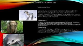 ESPECIES EN PELIGRO DE EXTINCIÓN
Leopardo de las nieves
Esta especie se ve amenazada por la invasión de su hábitat por el hombre:
China, Pakistán, India, Nepal… Vivir en un entorno como la cordillera del
Himalaya no ha evitado que solo existan menos de 5 mil ejemplares.
Este felino puede llegar a vivir hasta a 6000 m de altitud. Además, se comercia
con su piel y en ocasiones se alimentan de animales de granja, por lo que no se
duda en abatirles cuando esto ocurre.
Elefante asiático
En peligro principalmente debido a la deforestación de las zonas que ocupan, y
a su caza furtiva para obtener el preciado marfil de sus colmillos.
Actualmente el comercio de marfil está prohibido, pero se sigue practicando en
el mercado negro.
Vaquita marina
Vive en el Golfo de México, y en 2012 diversas organizaciones han
contabilizado tan sólo 200 ejemplares de esta bella y pequeña marsopa. Su
hábitat es muy reducido, y la pesca con redes está fomentando su desaparición.
Esta especie, no existe en ningún otro lugar del planeta.
 