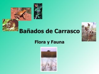 Bañados de Carrasco Flora y Fauna 