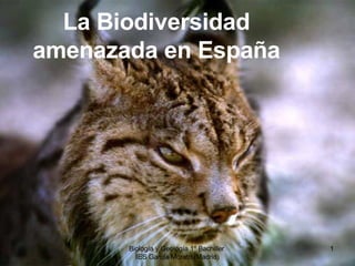 Biología y Geología 1º Bachiller. IES García Morato (Madrid) La Biodiversidad amenazada en España 