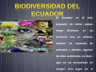 El Ecuador es el más
pequeño de estos países
mega diversos; en su
territorio vive un altísimo
número de especies de
animales y plantas, algunas
de ellas endémicas, es decir,
que no se encuentran en
ningún otro lugar en el
 