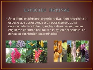 • Se utilizan los términos especie nativa, para describir a la
especie que corresponde a un ecosistema o zona
determinada. Por lo tanto, se trata de especies que se
originaron en forma natural, sin la ayuda del hombre, en
zonas de distribución determinadas
 
