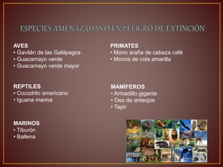 AVES
• Gavilán de las Galápagos
• Guacamayo verde
• Guacamayo verde mayor
REPTILES
• Cocodrilo americano
• Iguana marina
MARINOS
• Tiburón
• Ballena
PRIMATES
• Mono araña de cabeza café
• Monos de cola amarilla
MAMÍFEROS
• Armadillo gigante
• Oso de anteojos
• Tapir
 