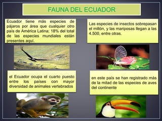 Ecuador tiene más especies de
pájaros por área que cualquier otro
país de América Latina; 18% del total
de las especies mundiales están
presentes aquí.
Las especies de insectos sobrepasan
el millón, y las mariposas llegan a las
4.500, entre otras.
en este país se han registrado más
de la mitad de las especies de aves
del continente
el Ecuador ocupa el cuarto puesto
entre los países con mayor
diversidad de animales vertebrados
FAUNA DEL ECUADOR
 