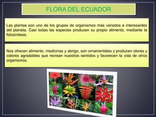 FLORA DEL ECUADOR
Las plantas son uno de los grupos de organismos más variados e interesantes
del planeta. Casi todas las especies producen su propio alimento, mediante la
fotosíntesis.
Nos ofrecen alimento, medicinas y abrigo, son ornamentales y producen olores y
colores agradables que recrean nuestros sentidos y favorecen la vida de otros
organismos.
 