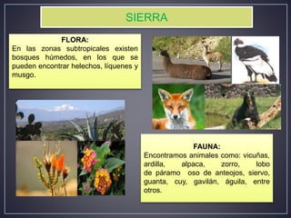 FLORA:
En las zonas subtropicales existen
bosques húmedos, en los que se
pueden encontrar helechos, líquenes y
musgo.
FAUNA:
Encontramos animales como: vicuñas,
ardilla, alpaca, zorro, lobo
de páramo oso de anteojos, siervo,
guanta, cuy, gavilán, águila, entre
otros.
SIERRA
 