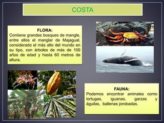 COSTA
FAUNA:
Podemos encontrar animales como
tortugas, iguanas, garzas y
águilas, ballenas jorobadas.
FLORA:
Contiene grandes bosques de mangle,
entre ellos el manglar de Majagual,
considerado el más alto del mundo en
su tipo, con árboles de más de 100
años de edad y hasta 60 metros de
altura.
 