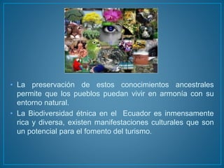 • La preservación de estos conocimientos ancestrales
permite que los pueblos puedan vivir en armonía con su
entorno natural.
• La Biodiversidad étnica en el Ecuador es inmensamente
rica y diversa, existen manifestaciones culturales que son
un potencial para el fomento del turismo.
 