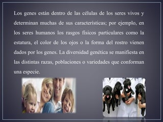 Los genes están dentro de las células de los seres vivos y
determinan muchas de sus características; por ejemplo, en
los seres humanos los rasgos físicos particulares como la
estatura, el color de los ojos o la forma del rostro vienen
dados por los genes. La diversidad genética se manifiesta en
las distintas razas, poblaciones o variedades que conforman
una especie.
 