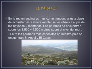 • En la región andina es muy común encontrar esta clase
de ecosistemas. Generalmente, se los observa al pie de
los nevados u montañas. Los páramos se encuentran
sobre los 3.500 y 4.500 metros sobre el nivel del mar .
• . Entre los páramos más conocidos en nuestro país se
encuentran El Ángel y El Cajas
 