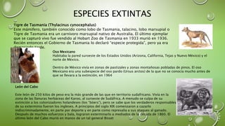 ESPECIES EXTINTAS
Tigre de Tasmania (Thylacinus cynocephalus)
Este mámifero, también conocido como lobo de Tasmania, talacino, lobo marsupial o
Tigre de Tasmania era un carnívoro marsupial nativo de Australia. El último ejemplar
que se capturó vivo fue vendido al Hobart Zoo de Tasmania en 1933 murió en 1936.
Recién entonces el Gobierno de Tasmania lo declaró “especie protegida”, pero ya era
demasiado tarde.
Oso Mexicano
Habitaba la pared suroeste de los Estados Unidos (Arizona, California, Tejas y Nuevo México) y el
norte de México.
Dentro de México vivía en zonas de pastizales y zonas montañosas pobladas de pinos. El oso
Mexicano era una subespecie del oso pardo (Ursus arctos) de la que no se conocía mucho antes de
que se llevara a la extinción, en 1964
León del Cabo
Este león de 250 kilos de peso era la más grande de las que en territorio sudafricano. Vivía en la
zona de las llanuras herbáceas del Karoo, al suroeste de Sudáfrica. A menudo se culpa de su
extinción a los colonizadores holandeses (los “bóers”), pero se sabe que los verdaderos responsables
de su exterminio fueron los ingleses. A principios del siglo XIX comenzaron a cazarlo
indiscriminadamente, en parte por deporte y en parte como represalia a sus ataques al ganado.
Después de muchos esfuerzos y bala, lograron exterminarlo a mediados de la década de 1860. El
último león del Cabo murió en manos de un tal general Bisset
 