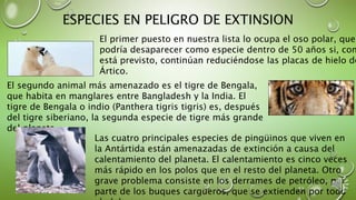 ESPECIES EN PELIGRO DE EXTINSION
El primer puesto en nuestra lista lo ocupa el oso polar, que
podría desaparecer como especie dentro de 50 años si, com
está previsto, continúan reduciéndose las placas de hielo de
Ártico.
El segundo animal más amenazado es el tigre de Bengala,
que habita en manglares entre Bangladesh y la India. El
tigre de Bengala o indio (Panthera tigris tigris) es, después
del tigre siberiano, la segunda especie de tigre más grande
del planeta.
Las cuatro principales especies de pingüinos que viven en
la Antártida están amenazadas de extinción a causa del
calentamiento del planeta. El calentamiento es cinco veces
más rápido en los polos que en el resto del planeta. Otro
grave problema consiste en los derrames de petróleo, por
parte de los buques cargueros, que se extienden por todo
 