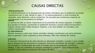 CAUSAS DIRECTAS
Sobreexplotación
La sobreexplotación es la desaparición de tantos individuos que la población no puede
mantenerse por sí sola. Desde el siglo 17, la sobreexplotación a nivel mundial de
animales, para alimento y otros productos, ha causado que numerosas especies se
extinguieran o se encuentren en peligro.
cacería
La cacería ha sido un factor importante en la extinción de ciertas especies. A medida
que pasaba el tiempo, aumentaba la población humana y pronto había ferrocarriles y
hogares donde antes había bosques vírgenes, y las aves podían ser enviadas a los
centros comerciales.
los depredadores
Muchos humanos creen que ciertos animales salvajes constituyen una seria amenaza
para su ganado. Como respuesta a esta amenaza, ellos han tratado de retaliar.
colección
El mercado internacional de vida silvestre es altamente rentable y sucede a unos niveles
que la mayoría de las personas no sospecha. Enormes cantidades de animales y plantas
son recogidas y embarcadas por todo el mundo para la investigación científica y
médica, y para ser exhbidas en parques zoológicos y jardines, para coleccionistas
privados y para obtener productos derivados de ellos.
 