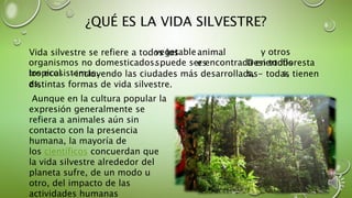 ¿QUÉ ES LA VIDA SILVESTRE?
Vida silvestre se refiere a todos losvegetable
s,
-incluyendo las ciudades más desarrolladas- todas tienen
distintas formas de vida silvestre.
Desierto
s,
floresta
s,tropical
es,
y otros
organismos no domesticados. puede ser encontrada en todos
los ecosistemas.
Aunque en la cultura popular la
expresión generalmente se
refiera a animales aún sin
contacto con la presencia
humana, la mayoría de
los científicos concuerdan que
la vida silvestre alrededor del
planeta sufre, de un modo u
otro, del impacto de las
actividades humanas
animal
es
 