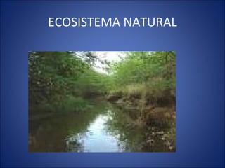 ECOSISTEMA NATURAL
 