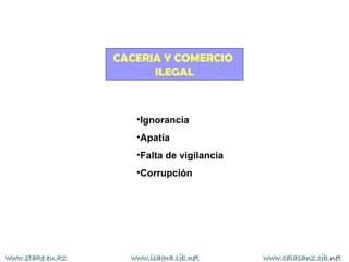 CACERIA Y COMERCIO
                        ILEGAL



                     •Ignorancia
                     •Apatía
                     •Falta de vigilancia
                     •Corrupción




www.stake.eu.kz     www.icagra.cjb.net      www.calasanz.cjb.net
 