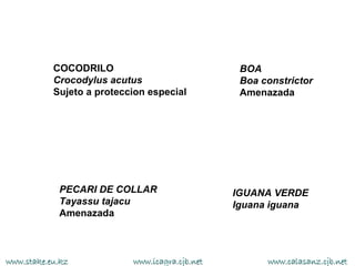 COCODRILO                             BOA
           Crocodylus acutus                     Boa constrictor
           Sujeto a proteccion especial          Amenazada




            PECARI DE COLLAR                    IGUANA VERDE
            Tayassu tajacu                      Iguana iguana
            Amenazada



www.stake.eu.kz            www.icagra.cjb.net         www.calasanz.cjb.net
 