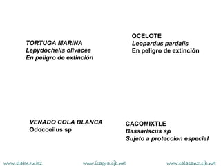 OCELOTE
        TORTUGA MARINA                          Leopardus pardalis
        Lepydochelis olivacea                   En peligro de extinción
        En peligro de extinción




         VENADO COLA BLANCA                 CACOMIXTLE
         Odocoeilus sp                      Bassariscus sp
                                            Sujeto a proteccion especial


www.stake.eu.kz            www.icagra.cjb.net              www.calasanz.cjb.net
 