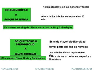 Niebla constante en las mañanas y tardes
   BOSQUE MESÓFILO
            O
                                  Altura de los árboles sobrepasa los 20
  BOSQUE DE NIEBLA                mts


  De manera restringida Sierra Norte, Sierra Sur y Chimalapas




           BOSQUE TROPICAL               Es el de mayor biodiversidad
            PERENNIFOLIO
                                         Mayor parte del año es húmedo
                   O
                                         Los árboles tienen hojas todo el
            SELVAS HUMEDAS               año
                                         Altura de los árboles es superior a
Chimalapas, Sierra Norte y Papaloapan
                                         30 metros


www.stake.eu.kz             www.icagra.cjb.net              www.calasanz.cjb.net
 