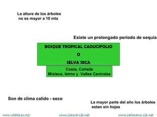 La altura de los árboles
       no es mayor a 10 mts



                                     Existe un prolongado periodo de sequia

                     BOSQUE TROPICAL CADUCIFOLIO
                                       O
                                  SELVA SECA
                                 Costa, Cañada
                       Mixteca, Istmo y Valles Centrales




  Son de clima calido - seco
                                                  La mayor parte del año los árboles
                                                  estan sin hojas

www.stake.eu.kz              www.icagra.cjb.net                 www.calasanz.cjb.net
 