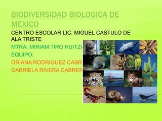 BIODIVERSIDAD BIOLOGICA DE
MEXICO
CENTRO ESCOLAR LIC. MIGUEL CASTULO DE
ALA TRISTE
MTRA: MIRIAM TIRO HUITZIL
EQUIPO:
ORIANA RODRIGUEZ CABRERA
GABRIELA RIVERA CABRERA
 