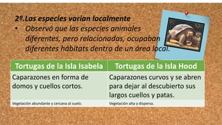 2º.Las especies varían localmente
• Observó que las especies animales
diferentes, pero relacionadas, ocupaban
diferentes hábitats dentro de un área local.
.
Tortugas de la Isla Isabela Tortugas de la Isla Hood
Caparazones en forma de
domos y cuellos cortos.
Caparazones curvos y se abren
para dejar al descubierto sus
largos cuellos y patas.
Vegetación abundante y cercana al suelo. Vegetación alta y dispersa.
