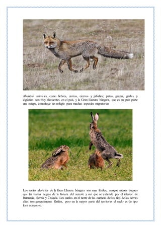 Abundan animales como liebres, zorros, ciervos y jabalíes; patos, garzas, grullas y
cigüeñas son muy frecuentes en el país, y la Gran Llanura húngara, que es en gran parte
una estepa, constituye un refugio para muchas especies migratorias
Los suelos aluviales de la Gran Llanura húngara son muy fértiles, aunque menos buenos
que las tierras negras de la llanura del sureste y sur que se extiende por el interior de
Rumania, Serbia y Croacia. Los suelos en el norte de las cuencas de los ríos de las tierras
altas son generalmente fértiles, pero en la mayor parte del territorio el suelo es de tipo
loes o arenoso.
 