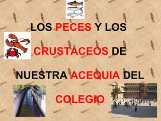 LOS  PECES  Y LOS   CRUSTÁCEOS  DE  NUESTRA  ACEQUIA  DEL   COLEGIO 