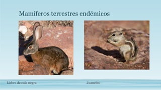 Mamíferos terrestres endémicos 
Liebre de cola negra 
Juancito 
 