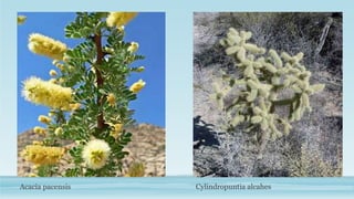 Acacia pacensis Cylindropuntia alcahes 
 