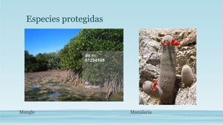 Especies protegidas 
Mangle Mamilaria 
 