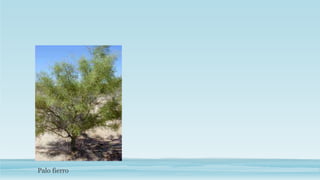 Palo fierro 
 